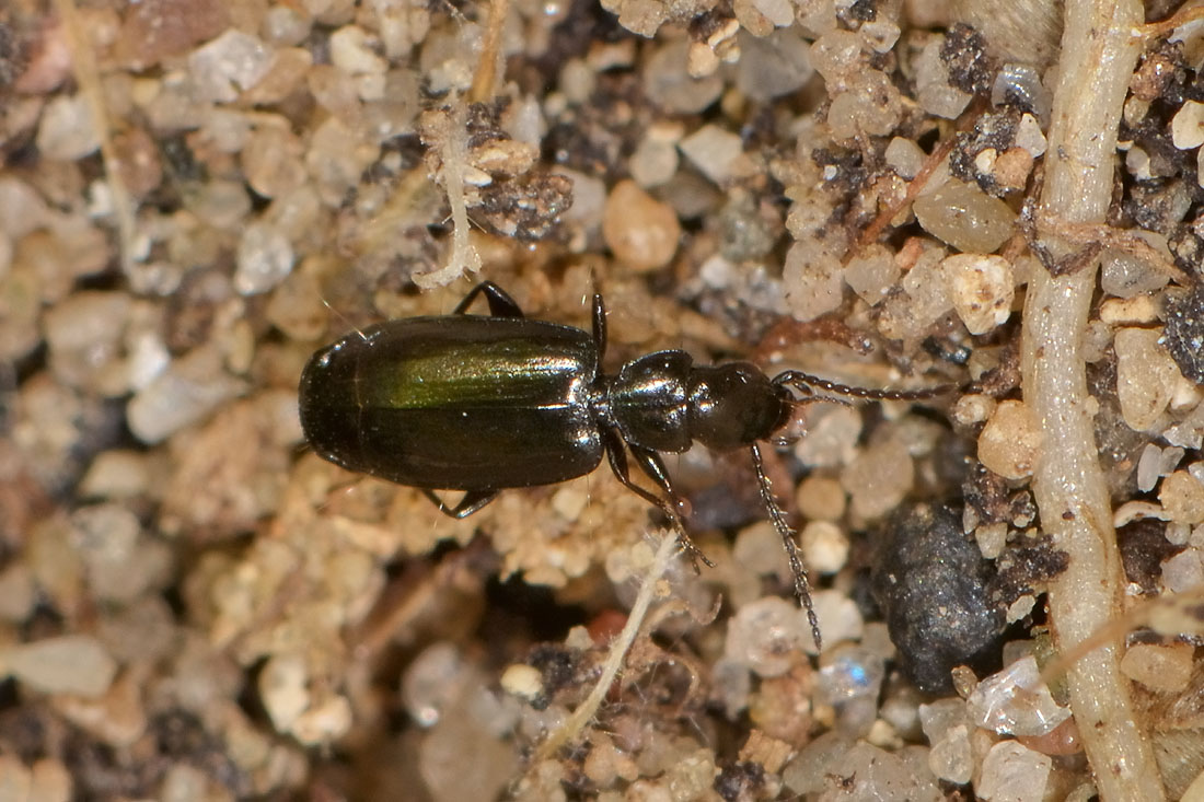 Carabidae: Microlestes sp.?     S !